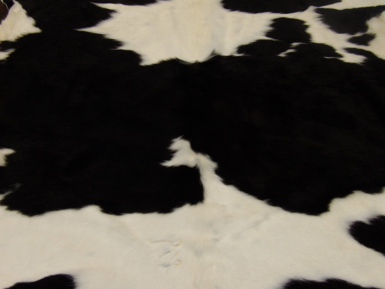 Cowhide texture close-up, natural markings
